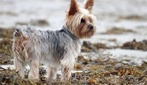 Yorkie tail docking facts