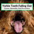 Yorkie teething relief