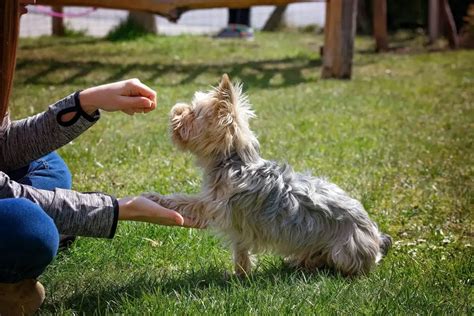 Yorkie training commands