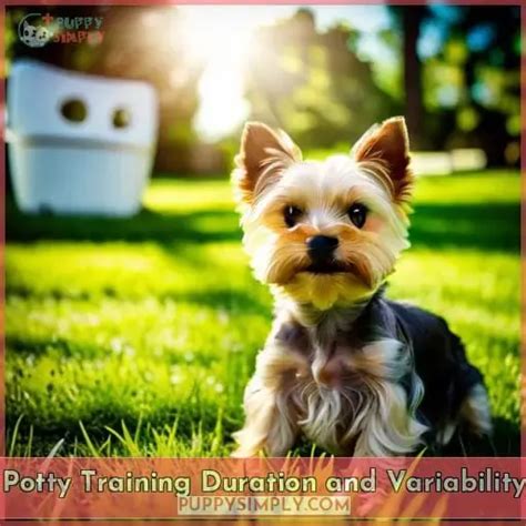 Yorkie training duration