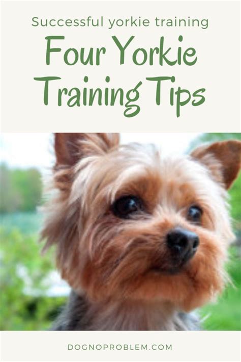 Yorkie training tips