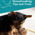 Yorkie training tools