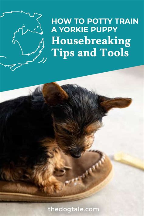 Yorkie training tools