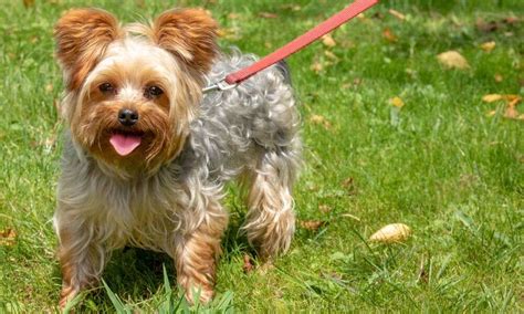 Yorkie training tricks