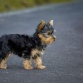 Yorkies With Long Tails