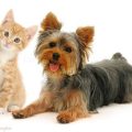 Yorkshire Terrier And Cats