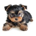 Yorkshire Terrier Black And Gold