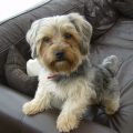 Yorkshire Terrier Black And Tan