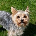 Yorkshire Terrier Breed Recognition