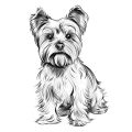 Yorkshire Terrier Coloring