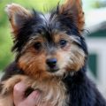 Yorkshire Terrier Cross