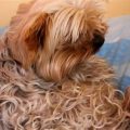 Yorkshire Terrier Curly Hair