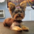 Yorkshire Terrier Cut Styles