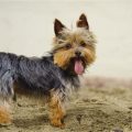 Yorkshire Terrier Full Grown Size