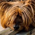 Yorkshire Terrier Health Issues