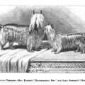 Yorkshire Terrier History Timeline