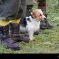 Yorkshire Terrier Hunting