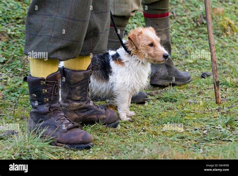 Yorkshire Terrier Hunting