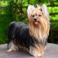 Yorkshire Terrier Love: One Person or Many?