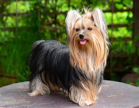 Yorkshire Terrier Love: One Person or Many?