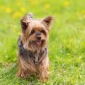 Yorkshire Terrier Name Origins