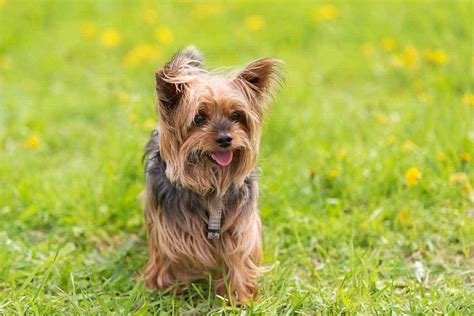 Yorkshire Terrier Name Origins