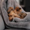 Yorkshire Terrier Sleep Habits: What’s Normal?