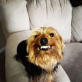 Yorkshire Terrier Smiling