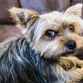 Yorkshire Terrier Sneezing