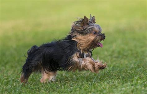 Yorkshire Terrier Trembling