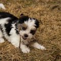 Yorkshire Terrier Tricolor