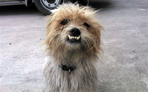 Yorkshire Terrier Underbite