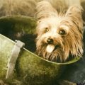 Yorkshire Terrier War Stories