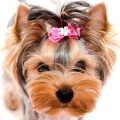 Yorkshire Terrier With Bow