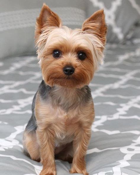 Yorkshire Terrier With Short Hair