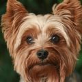 Yorkshire Terrier Working Heritage