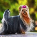 Yorkshire Terriers: 7 Tips for a Happy Pup