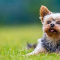 Yorkshire Terriers’ Favorite Activities Revealed