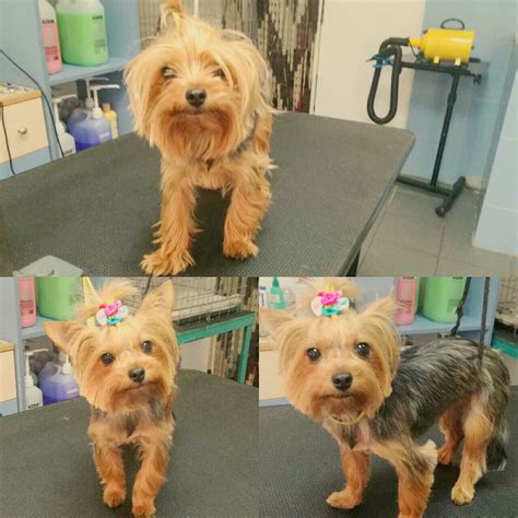 Yorkshire Terriers’ Grooming Needs Simplified