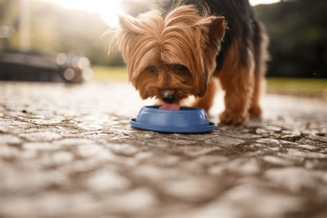 Yorkshire Terriers: Hydration During Summer Walks