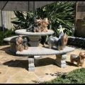 Yorkshire Terriers’ Summer Outdoor Play Safety