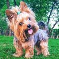 Yorkshire Terriers: Why They’re Always Curious