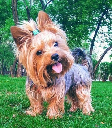 Yorkshire Terriers: Why They’re Always Curious