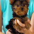 Yorkshire Terriers and Kids: A Perfect Match?