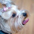 Yorkshire Terriers and Safe Sun Exposure