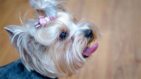 Yorkshire Terriers and Safe Sun Exposure