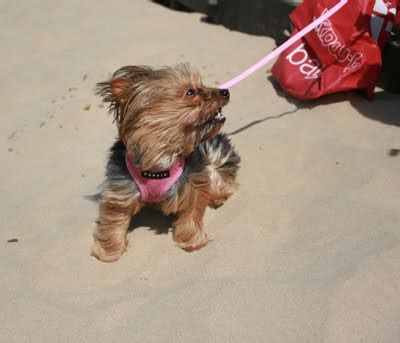 Yorkshire Terriers and Summer Sun Exposure Guide