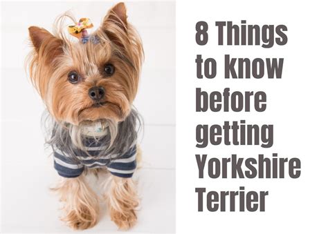 Yorkshire Terriers and Sunburn: What to Know