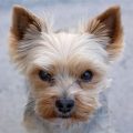 Yorkshire Terriers and Their Tiny but Tough Spirit