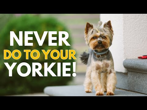 Home Health Checks for Yorkshire Terriers